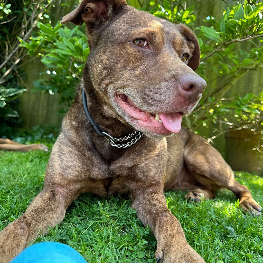 Wiggle bums - Why choose us