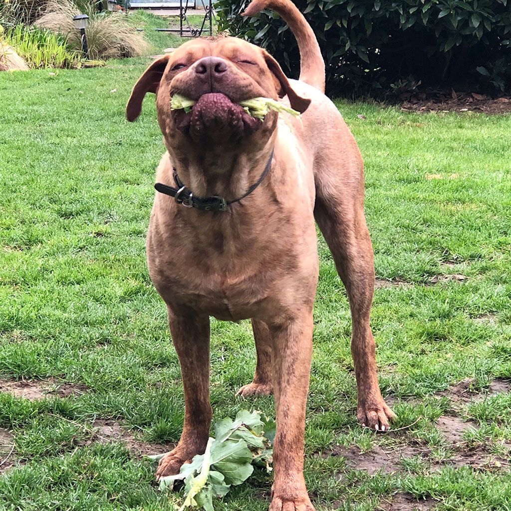 Wiggle bums - Why choose us