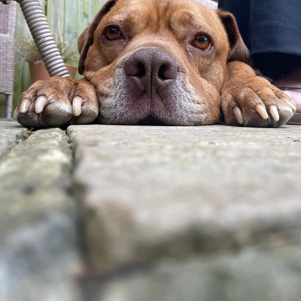 Wiggle bums - Why choose us